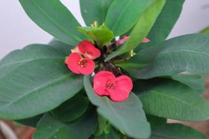 Crown of Thorns or Christ Thorn photo