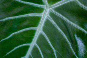 Alocasia longiloba close up photo