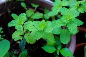 Peppermint planted in a pot photo