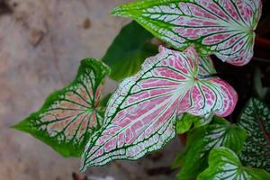 Caladium Bicolor Vent in the garden photo