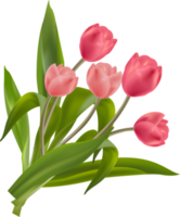 tulp bloemen boeket illustratie png