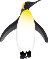 ilustración de pájaro pingüino png