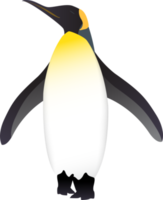 Pinguin-Vogel-Illustration png