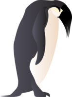 illustration d'oiseau pingouin png
