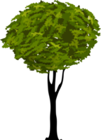 ilustración de árbol orgánico png