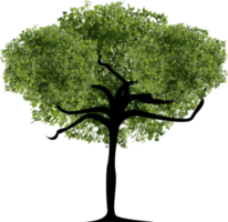 Organic Tree Illustration png