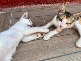 dos pequeños hermosos y juguetones lindos gatitos con manchas blancas claras juegan acostados luchan y duermen juntos foto