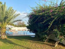 Beautiful palm trees and ornamental plants and lawn landscaping in a hotel in a warm tropical oriental southern country resort photo