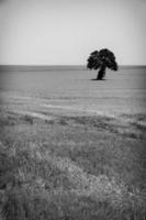 imagen en blanco y negro de un árbol solitario en un campo de trigo de cosecha foto