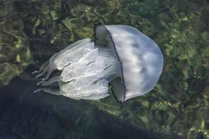 beautiful jellyfish swimming in the sea. photo