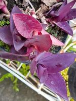 Tradescantia pallida Rose belongs to the Commelinaceae family, with the common name spider lily this plant photo
