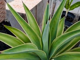 agave americana, algunos de sus nombres comunes incluyen maguey, aloe americano, planta centinela foto