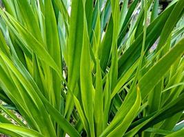 These large, clustered bromeliads form narrow, leathery rosettes with prickly edges and drooping tips photo