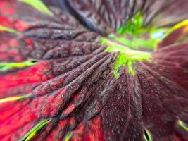 Red Coleus texture with red stalks suitable for background photo