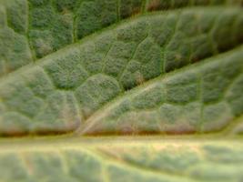 Savoy cabbage leaves are bright green Close wrinkled organic fiber texture. suitable for wallpaper background photo