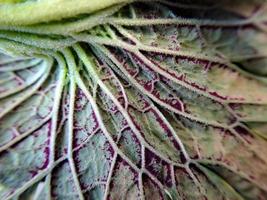 Savoy cabbage leaves are bright green Close wrinkled organic fiber texture. suitable for wallpaper background photo