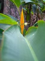 Heliconias are one of the most tropical plants. It is a must to have in the garden to create a tropical paradise photo