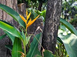 Las heliconias son una de las plantas más tropicales. es imprescindible en el jardín para crear un paraíso tropical foto