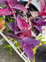 Tradescantia pallida Rose belongs to the Commelinaceae family, with the common name spider lily this plant photo