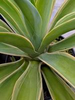 agave americana, algunos de sus nombres comunes incluyen maguey, aloe americano, planta centinela foto