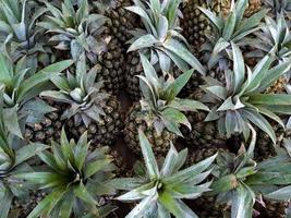 A collection of fresh green pineapples in mini market fruit basket photo