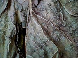 textura de hoja de melón marrón oscuro muy estética, adecuada para fondo de papel tapiz foto