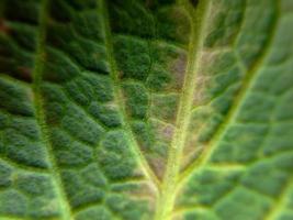 Savoy cabbage leaves are bright green Close wrinkled organic fiber texture. suitable for wallpaper background photo