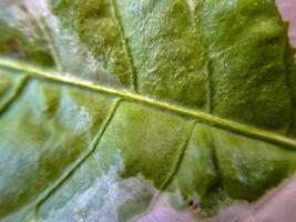 texture Yellow green ARUM LILY leaf detail showing Zantedeschia venation photo