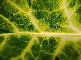 Green Swiss Chard Leaf texture with Yellow stalks suitable for background photo