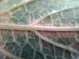 Savoy cabbage leaves are bright green Close wrinkled organic fiber texture. suitable for wallpaper background photo