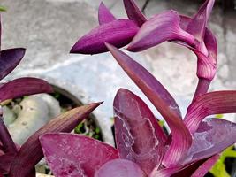 Tradescantia pallida Rose belongs to the Commelinaceae family, with the common name spider lily this plant photo