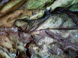 textura de hoja de melón marrón oscuro muy estética, adecuada para fondo de papel tapiz foto