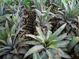 A collection of fresh green pineapples in mini market fruit basket photo