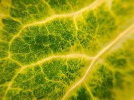 Green Swiss Chard Leaf texture with Yellow stalks suitable for background photo