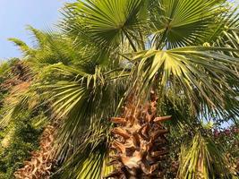 Beautiful tops of palm trees against the blue sky decorative plants heavenly landscaping in a hotel in a warm tropical oriental country southern resort. Background, texture photo