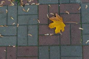 a branch with green leaves on the floor of gray stone slabs photo