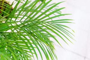 Close up on the leaves of a bamboo palm tree chamaedorea seifrizii indoor photo