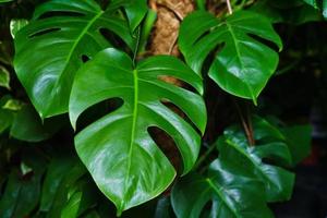 monstera constelación tailandesa abigarrado follaje hermoso plantas tropicales. foto