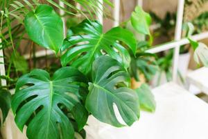 Monstera leaves or swiss cheese factory or monstera gourmet in nature, tropical photo