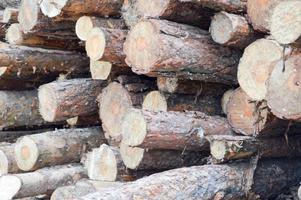 Lots of long wooden natural planed logs with knots at a sawmill. The background. Texture. Concept timber harvesting for the wood industry photo