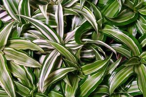 Dracaena deremensis leaves close up. Close up of green with white leaves plant photo