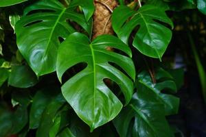 Monstera leaves or swiss cheese factory or monstera gourmet in nature, tropical photo