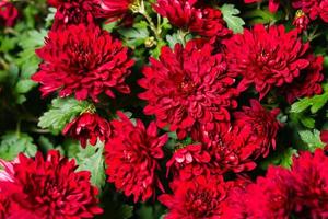 Red burgundy chrysanthemum flowers bush autumn background. Colorful photo