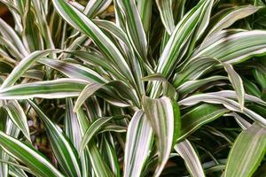 hojas de dracaena deremensis de cerca. primer plano de planta verde con hojas blancas foto