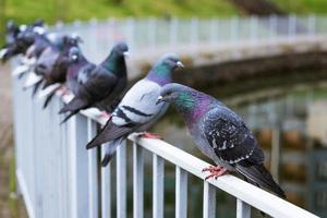 muchas hermosas palomas grises salvajes se sientan en la cerca de hierro del río en el terraplén de la ciudad foto