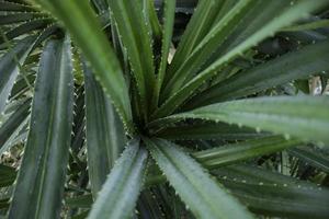 Sea pandanus, sand pandanus or pudak thorn pandanus is a type of large pandan that is often found on sandy or rocky beaches, a member of the Pandanaceae tribe. photo