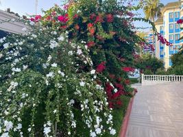 Beautiful ornamental flowering bushes with red and white flowers and green leaves in hotel landscaping in a warm tropical oriental country southern resort photo