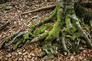 ancient tree roots with leaves and moss, naturalistic reportage photo