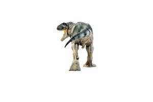 dinosaur , Giganotosaurus on isolated background clipping path photo