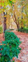 paisaje de caídas de otoño foto